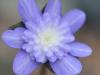 Show product details for Hepatica japonica Yumes